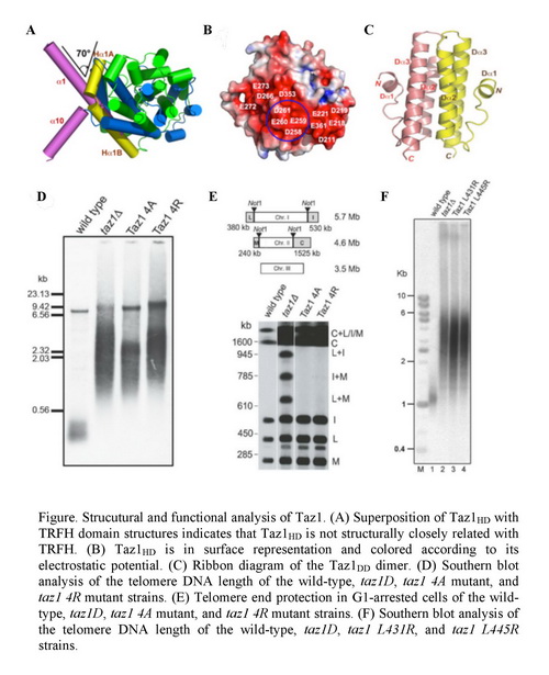 上海生科院發現裂殖酵母端粒結合蛋白Taz1結構和功能上的保守機製