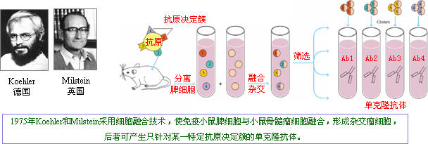 抗體製備