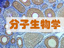 分子生物學服務