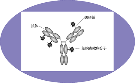 hjc黄金城ADC臨床前服務之ADC結構