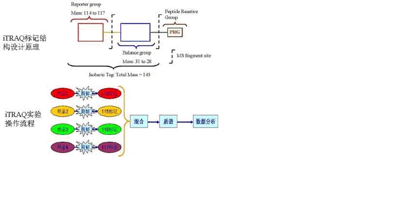 iTRAQ實驗技術服務