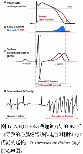 A,B,C hERG鉀通道介導的IKr抑製導致的心肌細胞動作電位時程和QT間期的延長