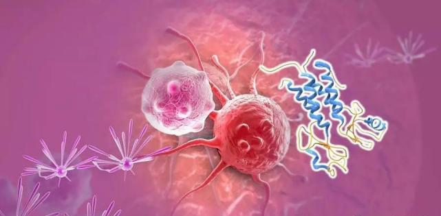 【盤點】高選擇性mTOR抑製劑的研究進程_hjc黄金城生物醫藥