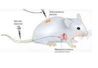 圍觀:臨床前小鼠模型如何選？