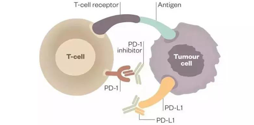 PD-1/PD-L1抗體可以與PD-1受體或PD-L1受體配體結合