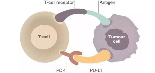 PD-L1受體配體與T細胞表麵PD-1受體結合