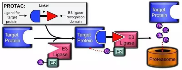 PROTAC技術基本模式