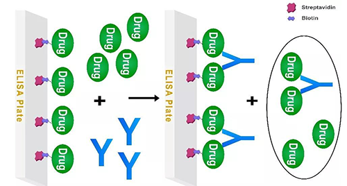 圖3 遊離藥物與間接固相化藥物競爭的Assay模式