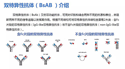 雙特異性抗體（BsAB）介紹