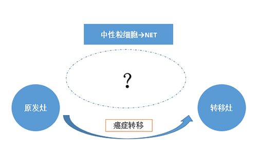 NET可能會通過某些方式“捕獲”或“喚醒”癌細胞，從而造成癌細胞的遷移。