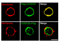 Nature:免疫細胞促進癌症轉移？靶向CCDC-25或可抑製癌症的肝轉移