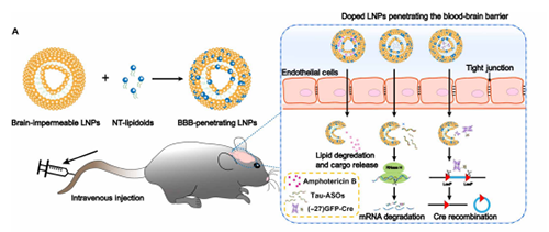 將神經遞質與LNP摻雜，獲得擁有穿透BBB能力的載體。