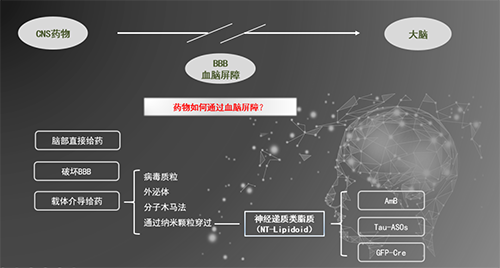 人工合成NT類脂質開放血腦屏障，為CNS藥物打開新局麵