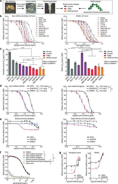 蜜蜂毒液和蜂毒肽可特異性降低乳腺癌細胞的生存能力