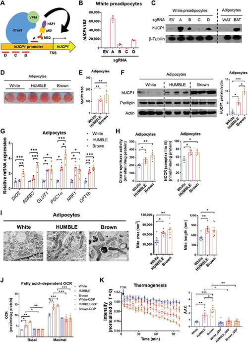 CRISPR-SAM對UCP1的內源性激活觸發了人類白色脂肪細胞中的褐色樣表型