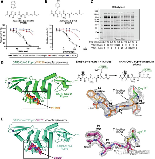 與SARS-CoV-2 PLpro配合使用的非天然氨基酸抑製劑VIR250和VIR251及其晶體結構的表征