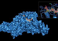 Science重磅！一種“分子剪刀”如何成為COVID-19藥物的重要靶標？