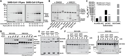 SARS-CoV-1 PLpro和SARS-CoV-2 PLpro對Ub和Ubl變體的處理