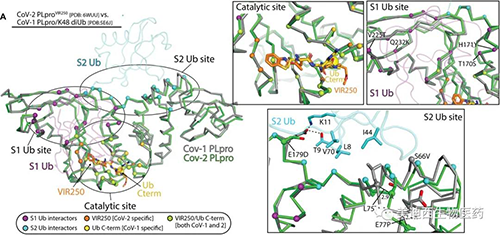 觀察到的SARS-CoV-1 PLpro和SARS-CoV-2 PLpro的Ub / Ubl加工概況的分子基礎