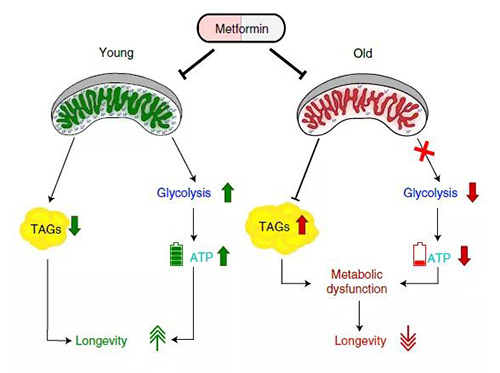 二甲雙胍在特定年齡段的代謝作用可能會限製其在未患糖尿病的老年人身上的治療益處