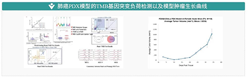 肺癌PDX模型的TMB基因突變負荷檢測以及模型腫瘤生長曲線