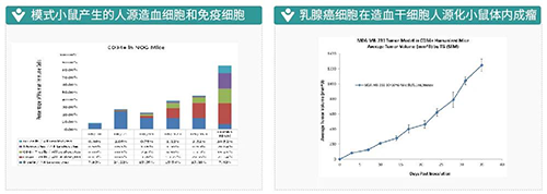 模式小鼠產生的人源造血細胞和免疫細胞-乳腺癌細胞在造血幹細胞人源化小鼠體內成瘤