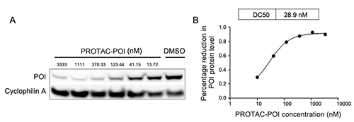 Fig. 2 Western Blot Images showing POI degradation by PROTAC-POI