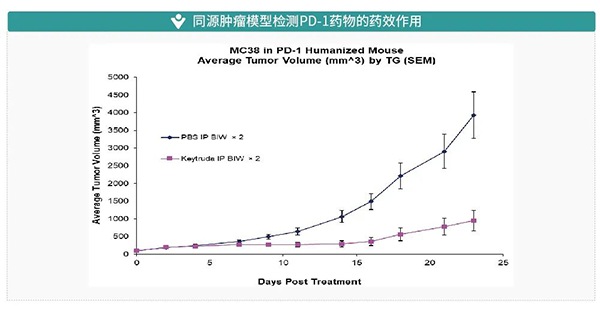 同源腫瘤模型檢測PD-1藥物的藥效作用.png