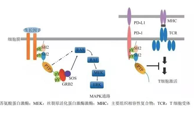 晚期惡性腫瘤患者的福音，SHP2變構抑製劑RG001片獲批臨床.png