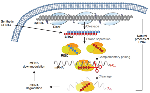 RNAi作用機製.jpg