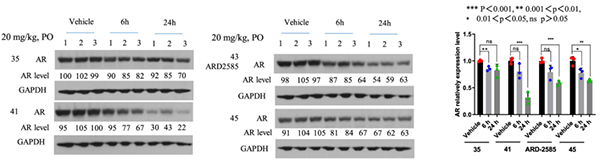 AR-降解劑對-VCaP-腫瘤中-AR-蛋白的藥效學-(PD)作用.png