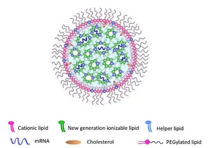 核酸脂質納米顆粒的結構.png