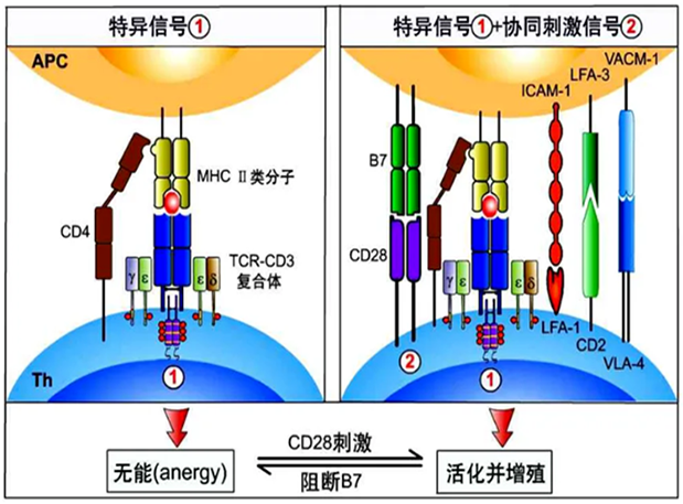 CC312組成概覽.png