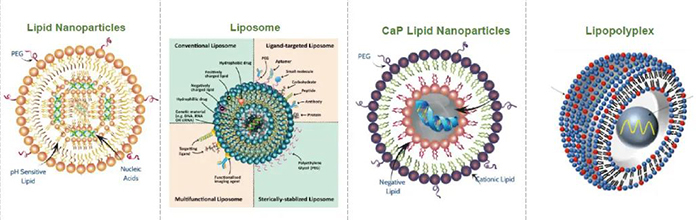 常見脂質遞送係統.jpg