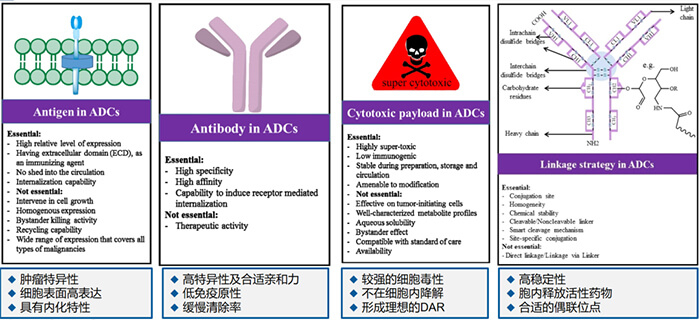 ADC藥物各組分成藥性的主要考慮要點.jpg