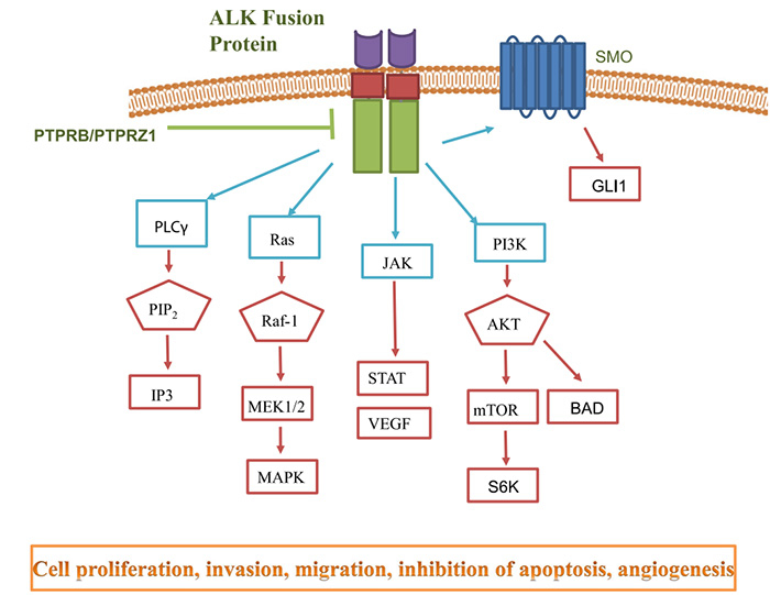 ALK信號通路.jpg