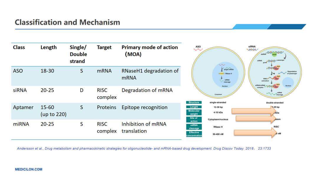 小核酸藥物的種類和機製.jpg