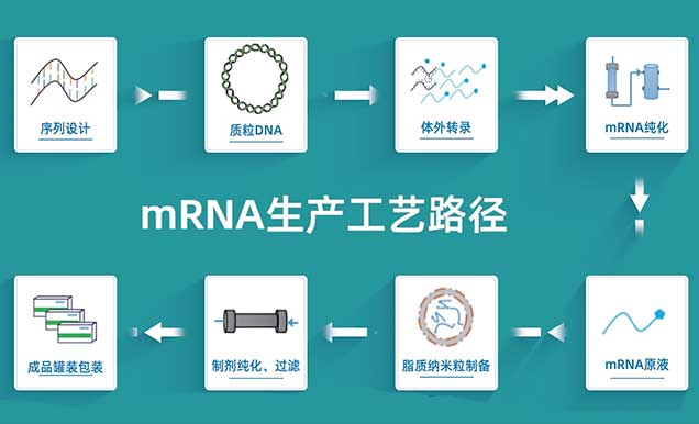 mRNA疫苗的生產工藝路徑.jpg