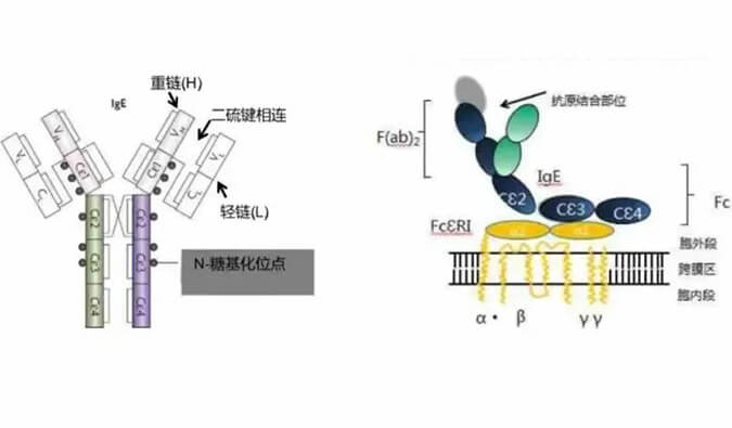 hjc黄金城助力 | 濟民可信lgE抗體藥物JYB1904獲批臨床.jpg