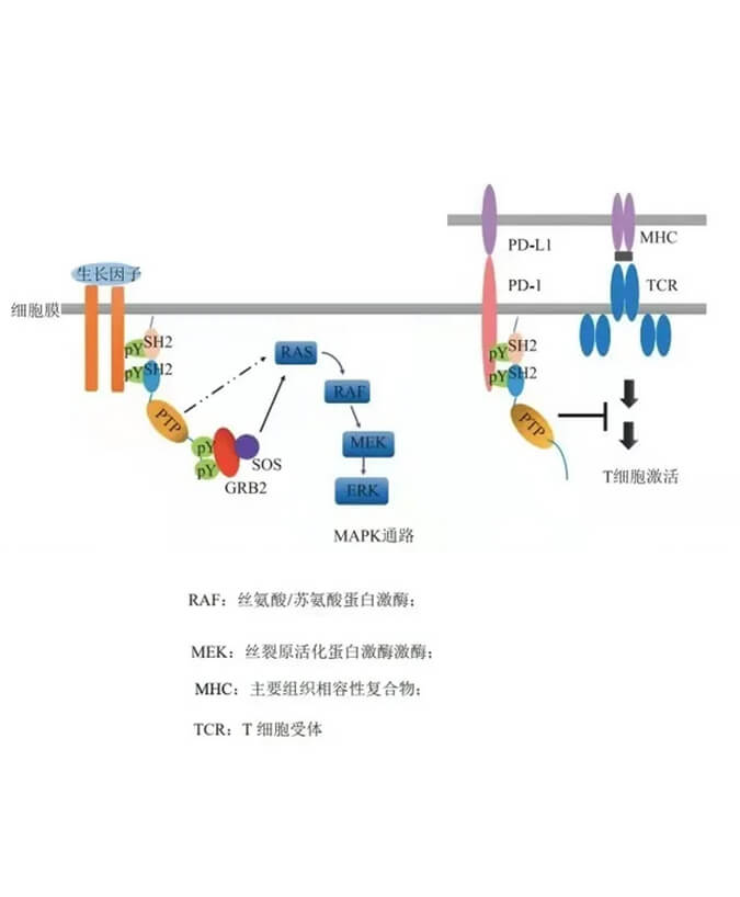 hjc黄金城助力淩達生物SHP2變構抑製劑RG001片獲批臨床.jpg