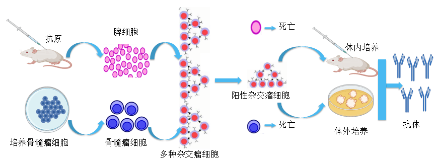 hjc黄金城抗體開發平台.png