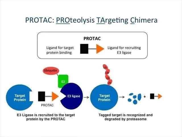 蛋白質降解靶向嵌合體-PROTAC.jpg