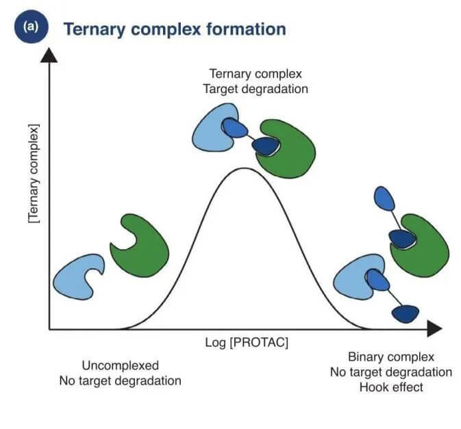 PROTAC暴露量過高會形成鉤子效應.jpg