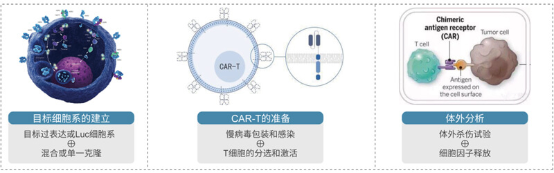 CAR-T的製備與評價.jpg