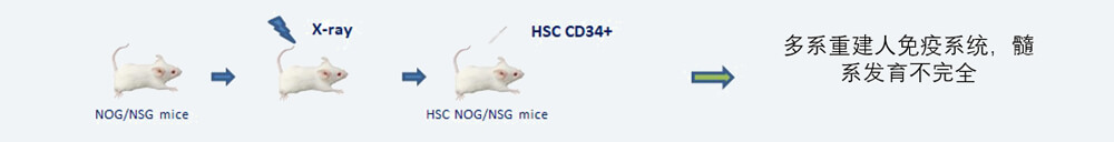 CD34+-HSC-人源化腫瘤移植模型造模方法.jpg