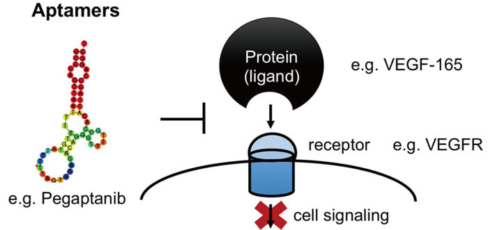 7-核酸適配體的作用機理.jpg