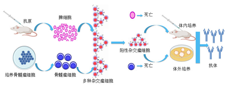 雜交瘤技術.jpg