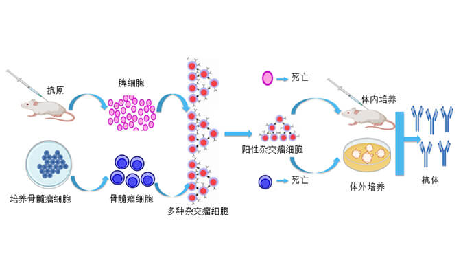 全流程抗體藥物研發——助力生物藥IND申報