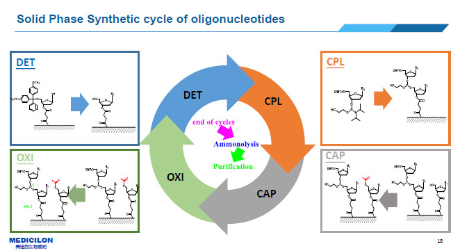 寡核苷酸化學合成的流程.jpg