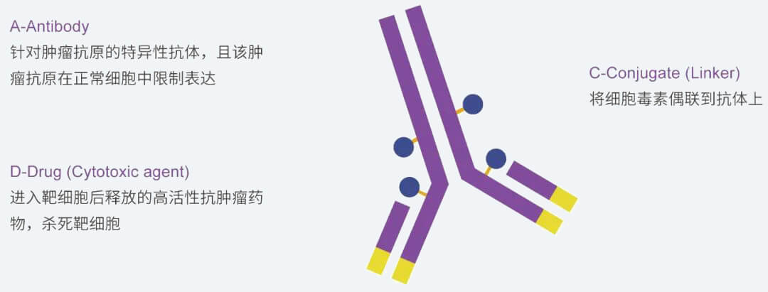 hjc黄金城抗體藥物偶聯物（ADC）研發服務平台.jpg